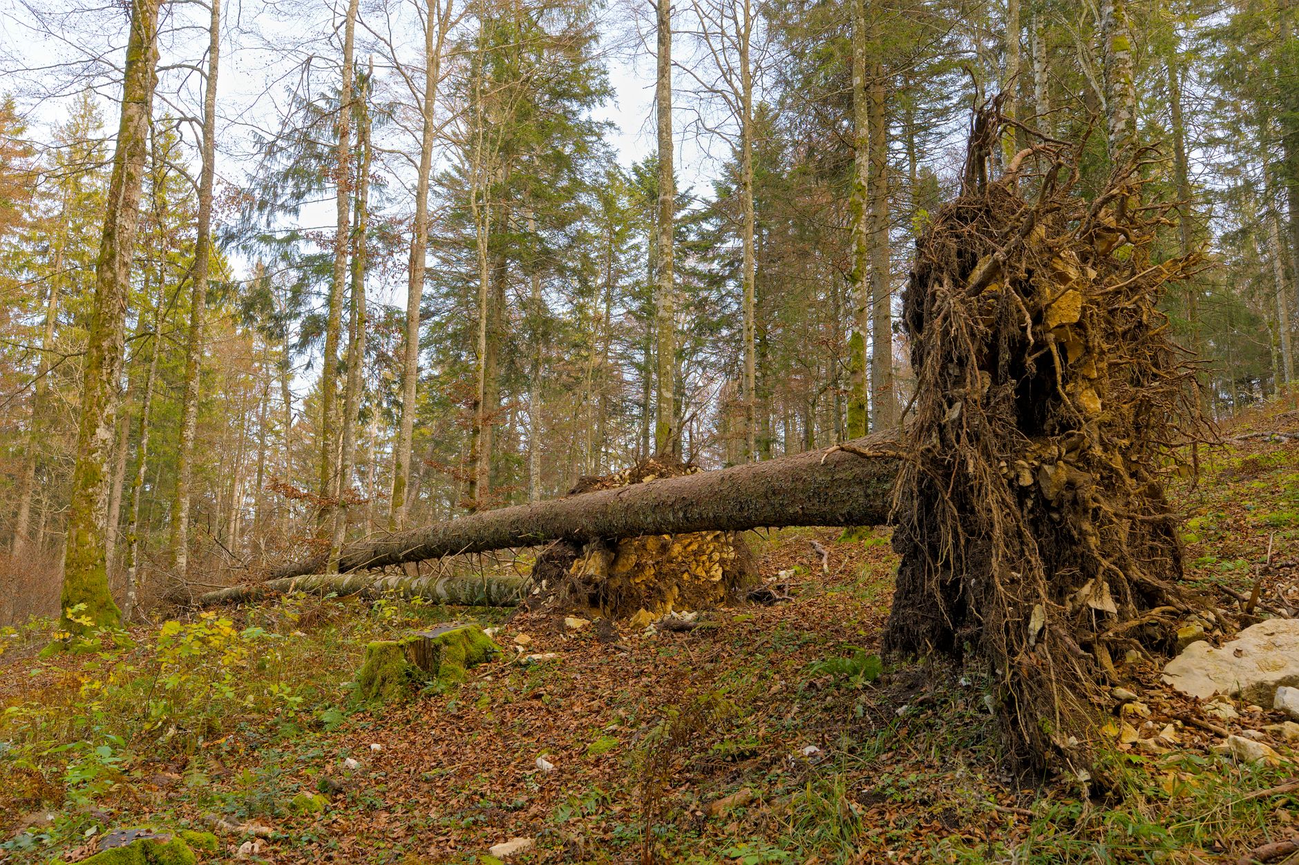 Enlèvement arbre urgence équipe à Saint-Sébastien-sur-Loire